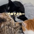 猫の集まりに『アテレコ』したら…ハイセンスすぎる流れに41万再生を記…