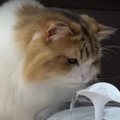 おニューの給水器！猫ちゃんは壊さずに使ってくれるかな？