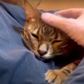 猫が飼い主さんの膝の上でまったり♡ 撫でられてうっとりする姿がかわ…