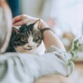 猫の飼い主を襲いやすい『後悔』5選　早いうちに改めたいことや悔やま…