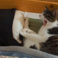 寝ようとすると、『2匹の猫がベッドの上』で…まさかの光景が羨ましすぎる…