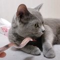 凶暴な猫にヘビのおもちゃで挑んだ結果…あまりにも想定外すぎる『反撃』に…