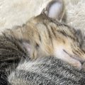 『眠っている猫ちゃん』を見たら…あまりにも完璧すぎる『形』に８万いいね…