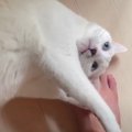 人が大好きな猫さんの1日に密着してみたら…♡