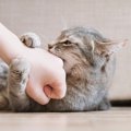 猫が『撫でられたくない』4つのタイミング！ダメなときに触れてしまうと…？