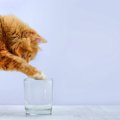 猫を喜ばせる『冷たい物』5選　暑い季節に効果的な活用法や注意点まで