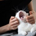 猫が『あくび』をするときの理由3つ　眠気のサインではないことも？隠れて…