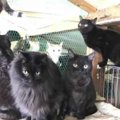 飼い主を亡くした130匹超の猫…多頭崩壊に至った経緯とは？