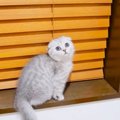 『高い場所に登れるようになった子猫』→兄弟が真似した結果…まさかの可愛…