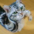 猫のテンションがあがるモノ4選　上手な活用方法とは？