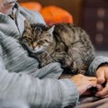 愛猫と過ごせる最期の時間『エンジェルタイム』とは？後悔のないお別…