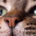 猫の鼻が『ヒクヒク動いている』ときの原因4つ　異常が起きていること…