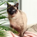 猫のいる家でもOKな『観葉植物』３つ