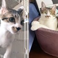 みんなの保護猫物語〜ミントくんとの出会い〜