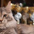 猫の『純血種』についての知識3つ　世界に存在する種類数や認定される…