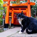 猫好きさんにはご利益が？『猫にまつわるパワースポット』4選！猫様のお力…