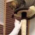 キャットタワーに登っていた子猫が『パンチされそうに』なって…次の瞬…