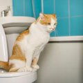 天才か？自分から「人間のトイレ」を使い始めた猫に、８万人が「いいね」…