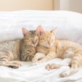 ペットロスの悲しみは猫にも？意外と知らない「同居の動物が亡くなったと…