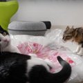 ふかふか！猫ちゃんに新しいお布団を購入♪