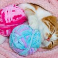 猫との幸せな時間を夢見るあなたへ…あらかじめ知っておくべき４つの事