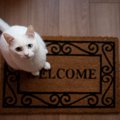 猫は『来客』をどう思っているの？考えられる3つの心理　人見知りする…