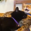 大好きな猫くんに怒られた！でも幸せだった黒猫ちゃん