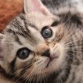 猫が好きすぎる！人がネコ愛する４つの理由