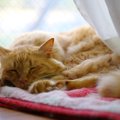 猫が『認知症』になった時の行動4つ　気を付けるべきこととは？