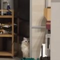 猫の顔の前でパパが『オナラ』をしてしまった結果…まさかの反応が50万再生…