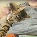 人肌恋しい猫ちゃん、しかしその代償は大きかった？？