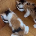 仲良くいっしょにご飯を食べる『2匹の赤ちゃん猫』…たまらない後ろ姿…