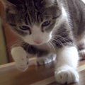 難易度高め？猫ちゃんの手をすり抜け逃げる光を追え！