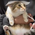 大人しい！裏技を使った猫ちゃんの爪切り♪