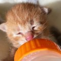 保護当時は哺乳瓶より小さかった『赤ちゃん猫』…成長した『現在の様子…