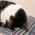 猫がよくみせる『おなじみのポーズ』4選　独特な体勢の意味や心理を解説