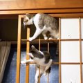 『なんの訓練だよ…』猫が”破れた障子”に登った結果…『想像の斜め上』…