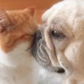 『犬と猫の暮らしはどんな感じになるんだろうと思っていたら…』想像もして…