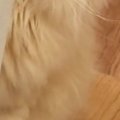病院に連れて行かれた猫→家に帰ってきたら……完全に『信用を失った瞬間』に…