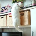 クライミングの練習を欠かさない猫さん！選手になれるかな♡？