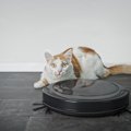 猫が『掃除機』を怖がる3つのワケ！使用する時の対処法は？