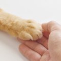 猫が見せる愛らしい『手の仕草』　4選　愛猫の行動に隠された心理やサイン…
