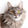 猫の口から『牙が見えている』のはおかしい？考えられる原因と対処法…