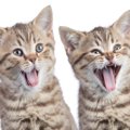 猫の『笑顔』って見たことがある？猫が“笑っている”と思しき表情の特…