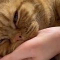 とっても『甘えん坊な猫』→飼い主さんの腕にしがみついて…幸せあふれる『…