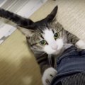 聞いて欲しいの！『ニャー』が伝える猫ちゃんのキモチ