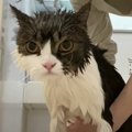 シャンプーが怖い息子猫くんと助けたいパパ猫さん！