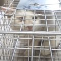 捕獲器の中に入っていた『ボロボロの白猫』を家に迎えた結果…驚きの初日と…