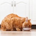 【獣医師監修】猫にプロテインを与えても大丈夫？人間用はNGな理由と注意…