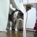 カーテンに爪が！！焦っちゃう猫ちゃん